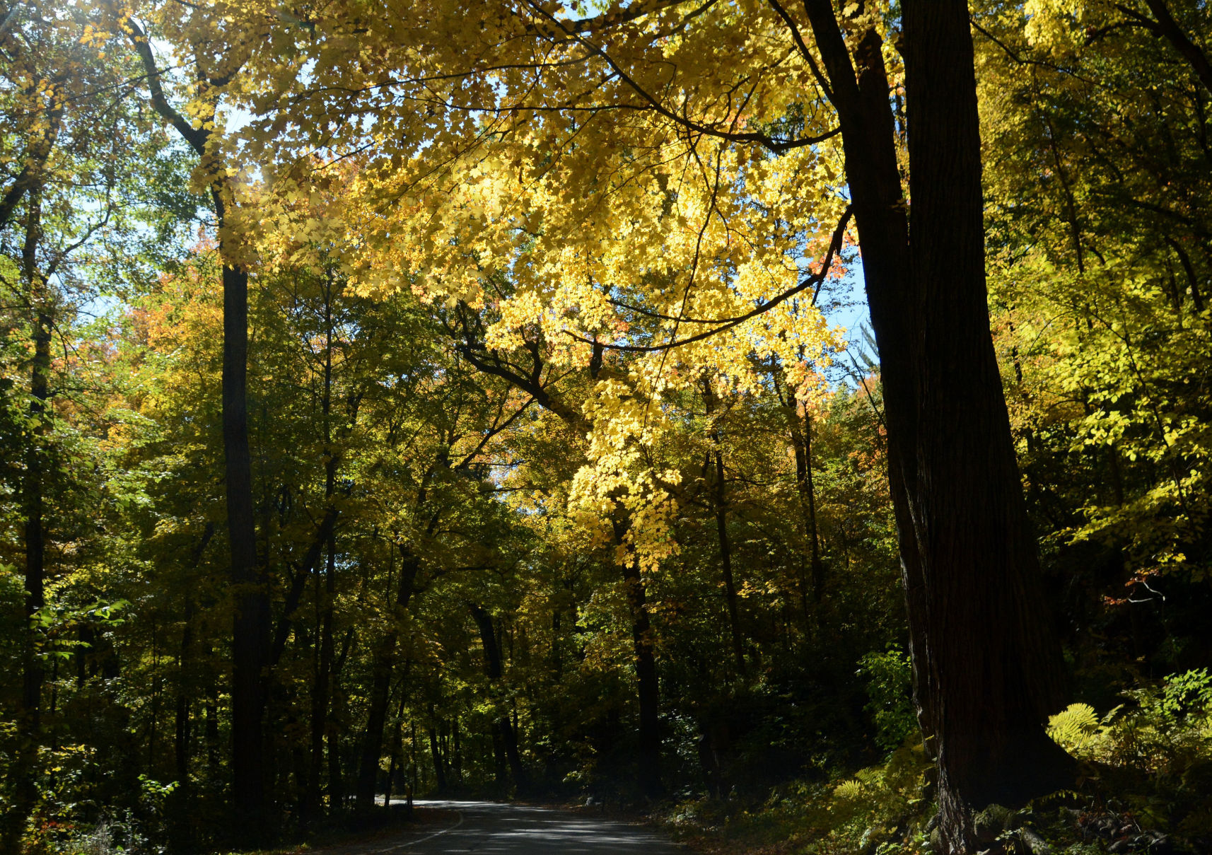 Baraboo area fall color, Oct. 8, 2020